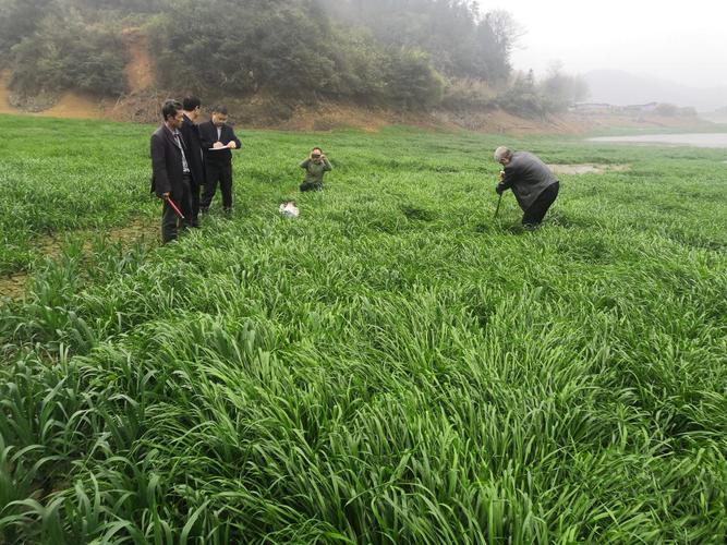 江西省农业农村厅 推广服务 江西主要饲草高效生产关键技术
